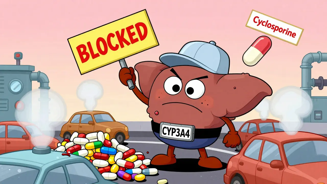 Cyclosporine and Drug Interactions: How CYP3A4 Inhibition Affects Your Meds